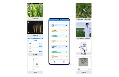 阜阳市小麦表型测量仪IN-XM05